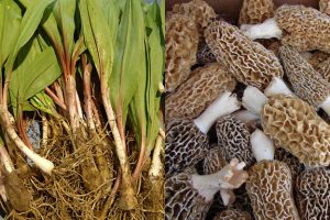 Ramps as a Veggie Side Dish? - Ramps and Wild Mushrooms - Ramp It Up ...