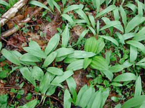 ramps_nationalforestservice